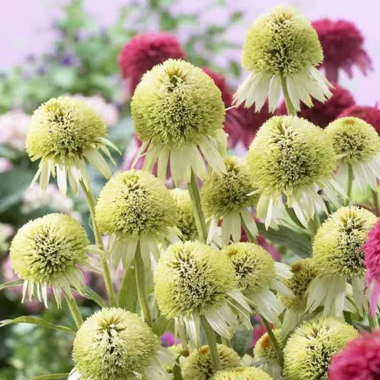 Coconut Lime Echinacea Purpurea Coneflower Flower Seeds for Planting | Heirloom Non-GMO