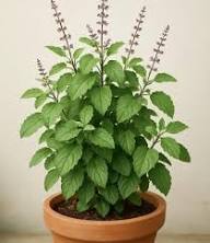 Green Tulsi Basil Plant Seeds Heirloom Non-GMO High Germination Organic Garden Seeds for Planting