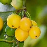 Yellow Mangosteen Seeds Heirloom Non-GMO High Germination Organic Garden Seeds for Planting