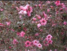 Pink Leptospermum Scoparium Flower Seeds – Seeds for Planting, Heirloom, Non-GMO, High Germination Organic Garden Seeds