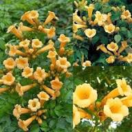 Yellow Campsis Grandiflora Flower Seeds – Heirloom, Non-GMO, High Germination Organic Seeds