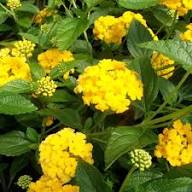Lantana Flower Yellow Seeds – Heirloom Non-GMO High Germination Organic Seeds