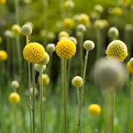 Pycnosorus Flower Seeds Heirloom Non-GMO High Germination Organic Garden Seeds for Planting