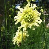 Yellow Scabious Flower Seeds Heirloom Non-GMO High Germination Organic Garden Seeds for Planting