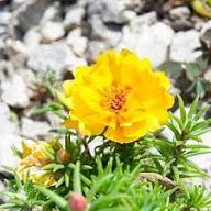 Yellow Portulaca Flower Seeds – Heirloom Non-GMO High Germination Organic Garden Seeds