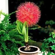 Red Scadoxus Flower Seeds Heirloom Non-GMO High Germination Organic Garden Seeds for Planting