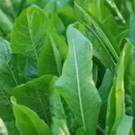Mixed Chicory Seeds Heirloom Non-GMO High Germination Organic Garden Seeds for Planting