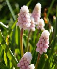 Armeniacum Flower Seeds Pink for Planting – Heirloom Non-GMO High Germination Organic Seeds