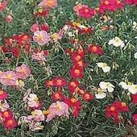 Semillas de Heliantemo Mutabile Rojo – Semillas de Jardín Orgánicas de Alta Germinación No Transgénicas de Herencia para Siembra