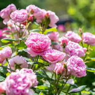 Pink Mont Rose Flower Seeds for Planting – Heirloom Non-GMO High Germination Organic Garden Seeds