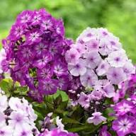 Violet Phlox Flower Seeds for Planting – Heirloom, Non-GMO, High Germination Organic Garden Seeds