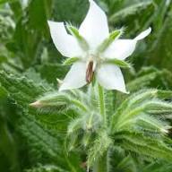 White Borage Flower Seeds Heirloom Non-GMO High Germination Organic Garden Seeds