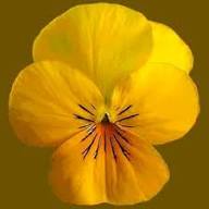Yellow Pansy Flower Seeds Heirloom Non-GMO High Germination Organic Seeds