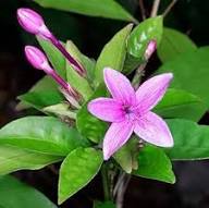 Jasmine Flower Seeds Purple Heirloom Non-GMO High Germination Organic Garden Seeds for Planting