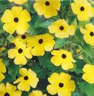 Thunbergia Flower Seeds Yellow Heirloom Non-GMO High Germination Organic Garden Seeds for Planting