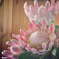 Protea Flower Seeds Fresh Seeds – Heirloom Non-GMO High Germination Organic Garden Seeds for Planting