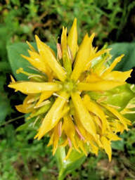 Yellow Gentiana Lutea Flower Seeds Heirloom Non-GMO High Germination Organic Garden Seeds for Planting