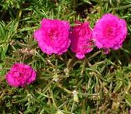 Portulaca Flower Seeds Pink Heirloom Non-GMO High Germination Organic Garden Seeds for Planting