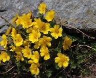Yellow Geum Reptans Flower Seeds – Heirloom, Non-GMO, High Germination Seeds