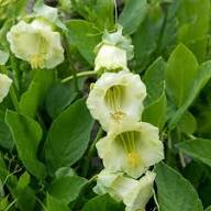White Cobaea Flower Seeds Heirloom Non-GMO High Germination Organic Garden Seeds for Planting