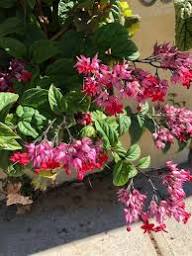 Red Clerodendrum Thomsoniae Flower Seeds Heirloom Non-GMO High Germination Organic Garden Seeds for Planting