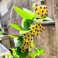 Yellow Hoya Flower Seeds – Heirloom Non-GMO High Germination Organic Garden Seeds