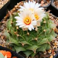 White Obregonia Denegrii Flower Seeds Heirloom Non-GMO High Germination Organic Garden Seeds