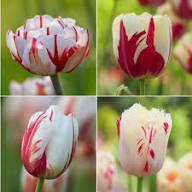 White Red Tulip Flower Seeds for Planting – Heirloom, Non-GMO, High Germination