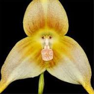 Yellow Monkey Face Orchid Flower Seeds – Heirloom, Non-GMO, High Germination Seeds