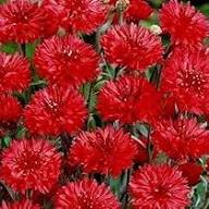 Red Centaurea Cyanus Flower Seeds – Heirloom, Non-GMO, High Germination Organic Garden Seeds for Planting Seeds for Planting
