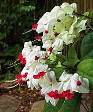 Thomsoniae Flower Seeds Heirloom Non-GMO High Germination Organic Garden Seeds for Planting