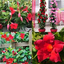 Red White Mandevilla Flower Seeds for Planting – Heirloom Non-GMO High Germination Organic Garden Seeds