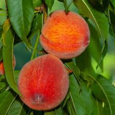 Peach Tree Pink Seeds – Heirloom, Non-GMO, High Germination Organic Garden Seeds for Planting
