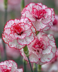 Pink Caryophyllus Flower Seeds Heirloom Non-GMO High Germination Organic Garden Seeds for Planting