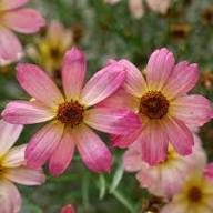 Rosa Coreopsis Blumensamen – Alte Sorte, gentechnikfrei, keimstark, Bio-Gartensamen