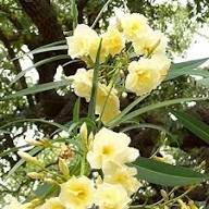 White Amphilophium Crucigerum Flower Seeds Heirloom Non-GMO High Germination Organic Garden Seeds