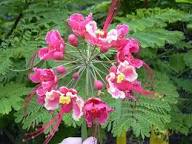 Pinke Poinciana Blumensamen – Alte Sorte, gentechnikfrei, hohe Keimfähigkeit, Bio-Gartensamen zum Pflanzen