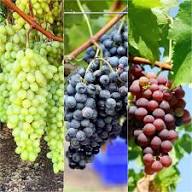 Climbing Mixed Grapes Fruit Seeds – Heirloom, Non-GMO, High Germination Organic Garden Seeds