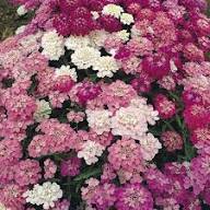 Pink Iberis Flower Seeds – Seeds for Planting, Heirloom, Non-GMO, High Germination Organic Garden Seeds