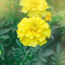 Semillas de flores de cempasúchil amarillo Gulzafri para terrazas, jardines, plantación en casa, decorativas