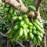 Green Averrhoa Bilimbi Seeds Heirloom Non-GMO High Germination Organic Garden Seeds for Planting