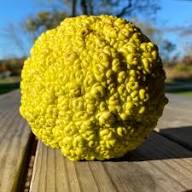 Maclura-Samen zum Pflanzen – Heirloom, gentechnikfrei, hohe Keimfähigkeit, Bio-Gartensamen