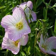 Primrose Flower Seeds Pink for Planting – Heirloom Non-GMO High Germination Organic Garden Seeds