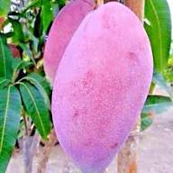 Pink Mango Fruit Seeds for Planting – Heirloom Non-GMO High Germination Organic Garden Seeds