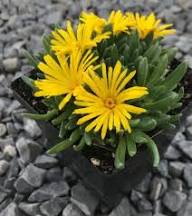 Delosperma Seeds for Planting – Heirloom, Non-GMO, High Germination Organic Garden Seeds