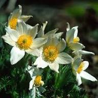 White Pasque Flower Seeds – Heirloom, Non-GMO, High Germination Organic Garden Seeds