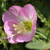 Pink Primula Hirsuta Flower Seeds for Planting – Heirloom Non-GMO High Germination Organic Garden Seeds