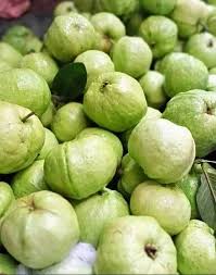Crystal Guava (Indonesia) Fruit Seeds for Planting – Sweet Tropical Harvests, Heirloom &amp; Non-GMO Seeds for Planting High Germination Organic Garden Seeds