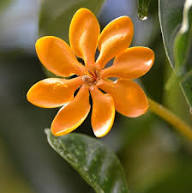 Yellow Aurantiaca Flower Seeds for Planting – Heirloom, Non-GMO, High Germination Organic Garden Seeds