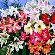 Amaryllis Flower Seeds Mixed – Heirloom, Non-GMO, High Germination Seeds